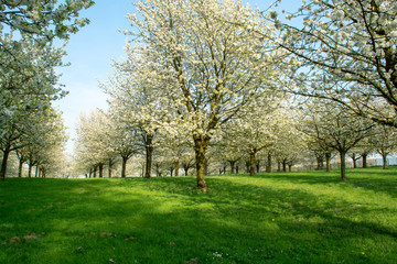 Cherry tree blossom, spring season in fruit orchards in Haspengouw agricultural region in Belgium, landscape