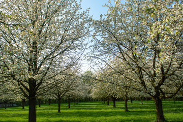 Cherry tree blossom, spring season in fruit orchards in Haspengouw agricultural region in Belgium, landscape