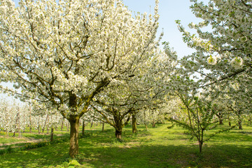 Cherry tree blossom, spring season in fruit orchards in Haspengouw agricultural region in Belgium, landscape