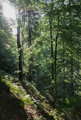 Scenic forest slope of fresh green trees with the sun casting its bright rays through the foliage from upper left corner