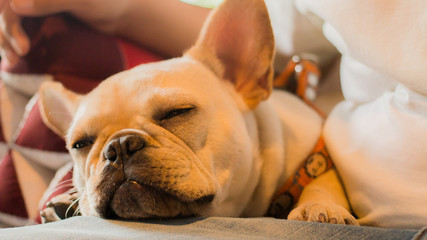  Close up white French Bulldog puppy sleeping on its owner's lap. Its owner's hand patting its...