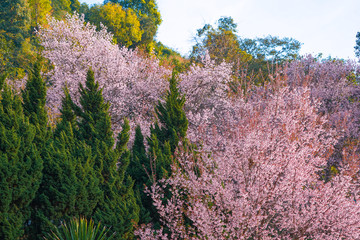 Wild Himalayan Cherry or Prenus Cerasoides, call "Nang Phaya Suar Klong" tree; the pink flower blossom full bloom on all of the tree look like a sakura., Thailand.