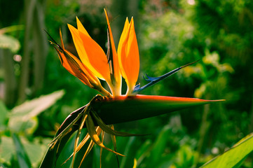 Paradiesvogelblume - Strelitzia © Steidi