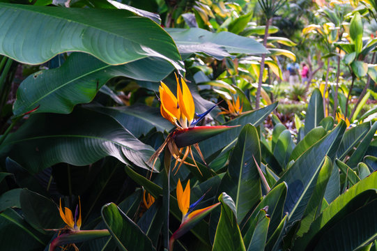 Paradiesvogelblume - Strelitzia