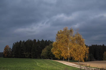 Fototapeta na wymiar Birken im Herbstlaub