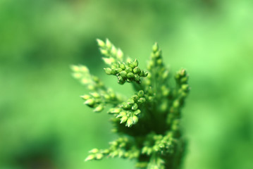 closeup of a plant in garden