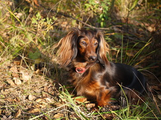 dog on grass