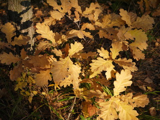 autumn leaves on green grass