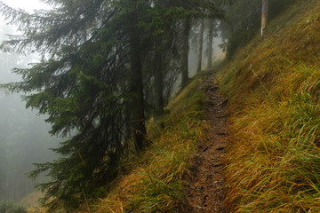 Herbstwanderung im nebligen Bergwald
