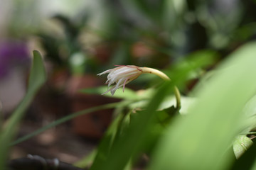 green leaf with water drops
