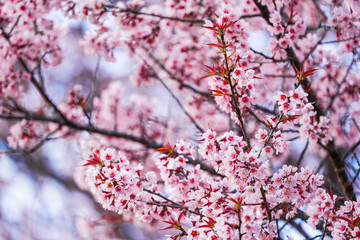 Wild Himalayan Cherry or Prenus Cerasoides, call 