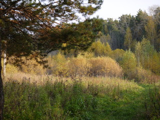 early morning in the forest