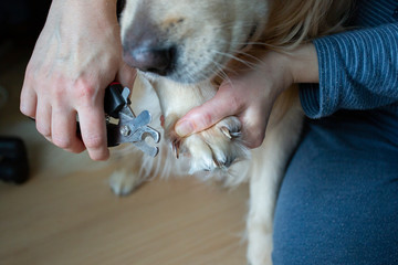 Trimming claws. Manicure and pedicure grooming, dog .