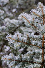 The branches of a coniferous tree in spring. Melting snow and water drops. Thaw. Blurred background. The concept of the end of winter and early spring.