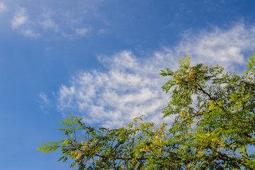 Green Moringa oleifera tree with white flowers in the sunny day and blue sky clouds background. Moringa oleifera is a plant that has been praised for its health benefits for thousands of years.