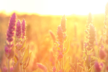 Clary sage plant in garden on sunny day