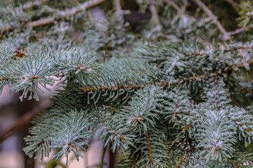 Naklejka na ściany i meble The branches of a coniferous tree in spring. Melting snow and water drops. Thaw. Blurred background. The concept of the end of winter and early spring.