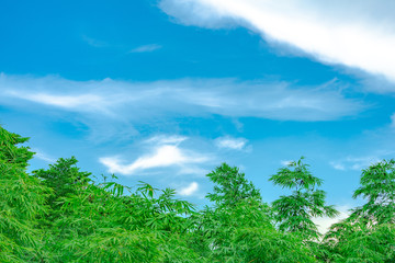 open sky, cloud, and bamboo tree.