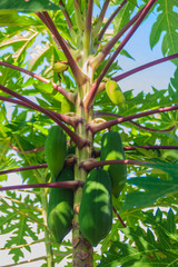 Organic green papayas fruit on tree with green leaves in the backyard garden. Nature fresh green papaya fruits on tree with bright blue sky in the sunny day.