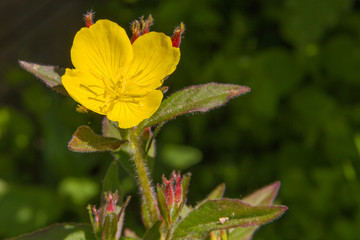 Oenothera blooming in the summer garden