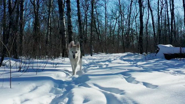 A pet husky wolf dog explores the forest on a cold and sunny winter day.