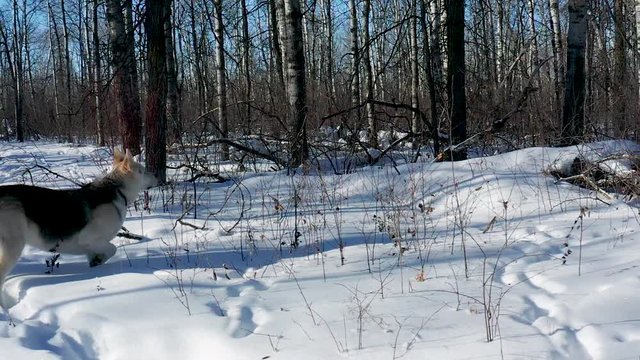 A pet husky wolf dog explores the forest on a cold and sunny winter day.