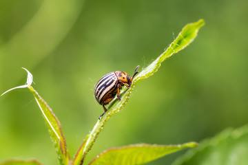 Colorado potato beetle on leaves