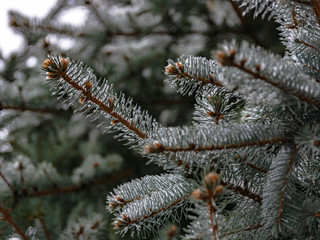 Naklejka na ściany i meble The branches of a coniferous tree in spring. Melting snow and water drops. Thaw. Blurred background. The concept of the end of winter and early spring.