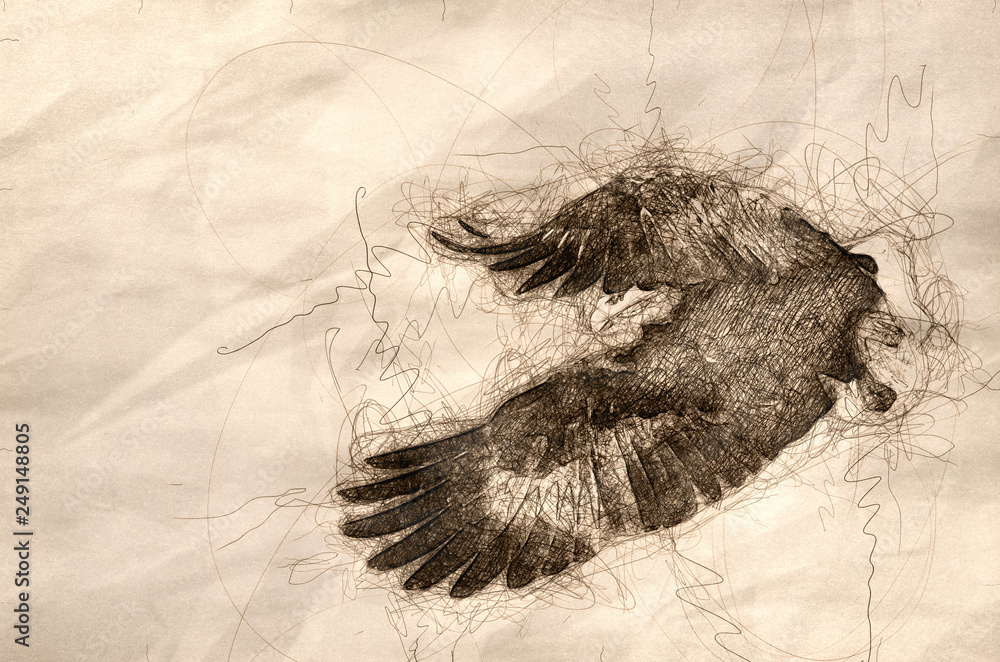 Poster sketch of a bald eagle hunting on the wing