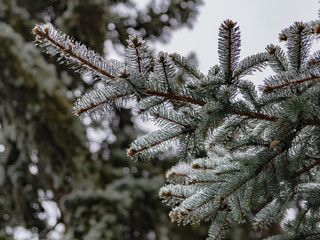 The branches of a coniferous tree in spring. Melting snow and water drops. Thaw. Blurred background. The concept of the end of winter and early spring.