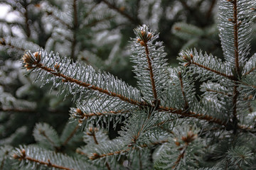 The branches of a coniferous tree in spring. Melting snow and water drops. Thaw. Blurred background. The concept of the end of winter and early spring.