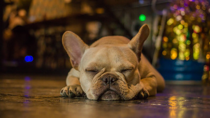 Close up French Bulldog sleeping on the floor. The dog feeling lazy.