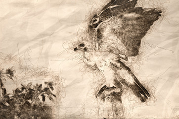 Sketch of a Red-Tailed Hawk Taking to Flight