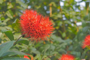 Beautiful Combretaceae or combretum constrictum flowers on green nature blurred background. other name is Bush willow and finger lies on the ground flower.