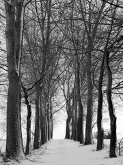 allée d'arbres hiver anzegem