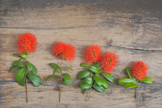 Beautiful Combretaceae red flower or Bush willow on white background.