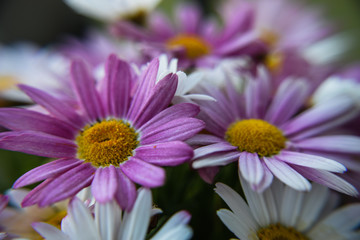 Obraz premium Argyranthemum Angelic