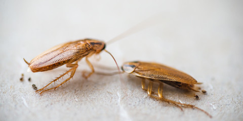 Macro photo of cockroaches