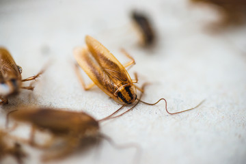 Macro photo of cockroaches