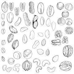 Hand drawn nuts. Vector sketch  illustration.