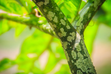 Green Konjac tree (Amorphophallus konjac) in the forest, also known as konjak, konjaku, konnyaku potato, devil's tongue, voodoo lily, snake palm, or elephant yam.