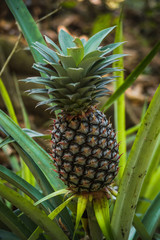 Close Up Of Pineapple In The Garden
