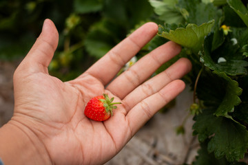 Close up gardener picking the fresh strawberry from the strawberry tree.