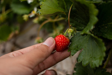 Close up gardener picking the fresh strawberry from the strawberry tree.