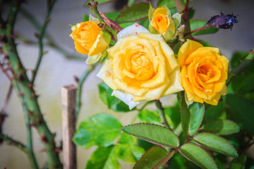 Beautiful Yellow and orange roses in the garden that ready for Valentine's Day