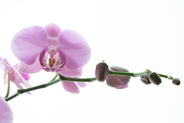 Phalaenopsis orchid on the white background.