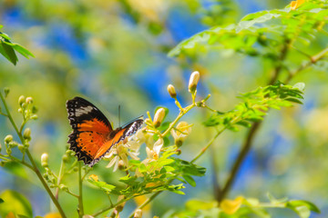 Cute leopard lacewing butterfly (Cethosia cyane), a species of heliconiine butterfly. Beautiful orange black white spotted butterfly perching on wild flowers under clear blue sky background.