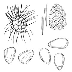 Fototapeta premium Hand drawn nuts. Pine nut. Vector sketch illustration.