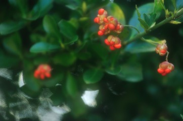 常緑樹の赤い実