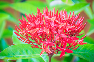 Red West Indian Jasmine Flower (Ixora macrothyrsa) in the backyard flower garden. Ixora is a genus of flowering plants in the Rubiaceae family. It is the only genus in the tribe Ixoreae.